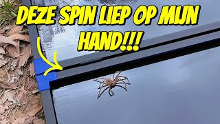 ER KRUIPT EEN DIKKE SPIN OVER MIJN HAND 260 [upl. by Attaynek666]