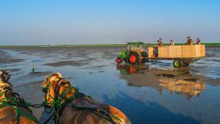 mit Pferd und Wagen zur Hallig Südfall Bilder einer Landschaft [upl. by Treulich]