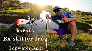 Rapala​ bx​ skitter​ frog​ ​ กบผิวน้ำกับงานปลาช่อนมันส์​ๆ [upl. by Ignatzia]