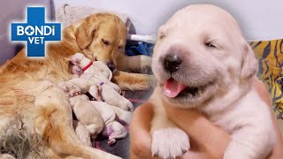 Biggest Puppy Litter In Bondi Vet History 😲  Bondi Vet Clips  Bondi Vet [upl. by Henricks]