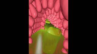 Digestive system small intestine villi 2 3D Animation [upl. by Love140]