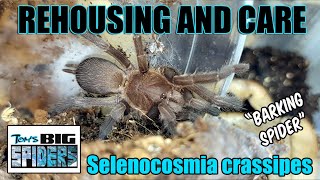 Selenocosmia crassipes Eunice quotBarking Spiderquot Rehouse and Care [upl. by Etnemelc]