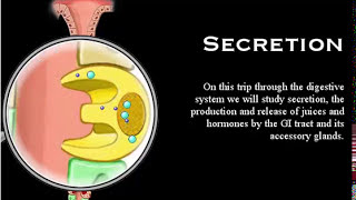 Digestive System Secretion part 3 Mechanism Secretion HCl Pepsinogen Pancreatic Juice [upl. by Mcroberts]