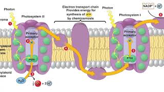 Photochemical and biosynthetic phases  Photosystem I and II [upl. by Annaiel]