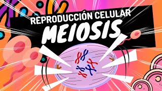 ¿Qué es la MEIOSIS⚡ Faces celulares profase metafase anafase telofase fácil y practico [upl. by Einafpets]