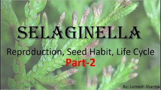 Selaginella Reproduction Seed Habit and Life Cycle [upl. by Ahouh]