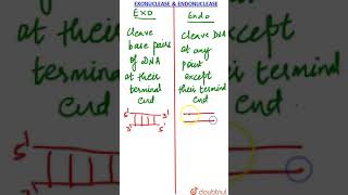 Exonucleases and Endonucleases [upl. by Bonnell282]