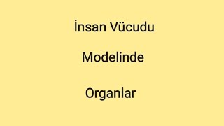 İnsan Vücudu Modelinde Organlar [upl. by Eelahs]