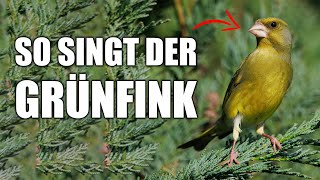 Grünfink  Vogelstimmen lernen [upl. by Joris]