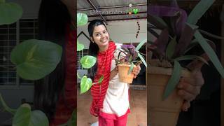 Plants vaikalama🪴 Indoor plants plants indoorplants tamil tamilsong shortstamil shortvideo [upl. by Hyatt]