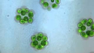 Eudorina colonial algae  Chlorophyta  525x microscope [upl. by Nolahp415]