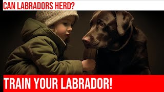 Train Your Labrador Retriever for Herding Trials [upl. by Moffitt]