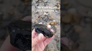 I found a BIG piece of Whitby Jet fossilhunting beach sea shorts [upl. by Ahsart272]