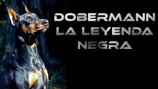 Doberman su carácter sus leyendas y consejos [upl. by Esinej553]