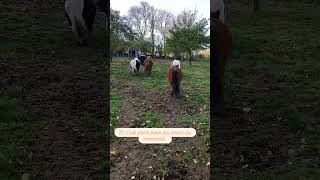 Cours poney du mercredi au Tipi Ranch  équitation western écurie active paddock paradise Normandie [upl. by Elleret]