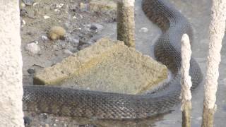 VERY Large Water Snake at Five Canal House Cape Coral FL [upl. by Munmro783]