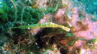 clips from Lembeh [upl. by Eigla]