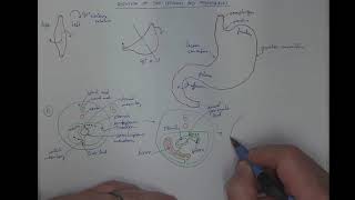 0802 Rotation of stomach and its mesenteries [upl. by Daly]