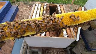 Making Queens The Easy Way Beekeeping 2020 beekeeping makingqueens [upl. by Nodnerb618]