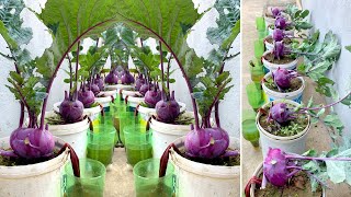 Growing super delicious purple kohlrabi at home super easy to grow for beginners [upl. by Marte71]