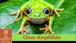 Class Amphibia  Characteristics and Classification [upl. by Eulau]