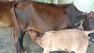 baby cow eating milk from Its mother calf video farming cow calf  Nature lovers [upl. by Clie]