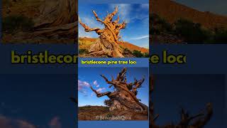 🌲 Meet Methuselah Earths Oldest Tree 🌳 facts shorts nature tree [upl. by Eanaj648]