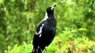 Australian magpie singing [upl. by Ogires]