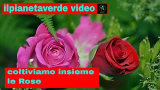 Come coltivare le rose [upl. by Townie]