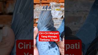 Ciri ciri Merpati Yang Mampu Terbang Tinggi perawatanmerpati pigeon caramemilihmerpatibagus [upl. by Murielle]