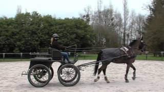 Vacances  apprenez la conduite dattelage aux haras des Bréviaires [upl. by Jovita]