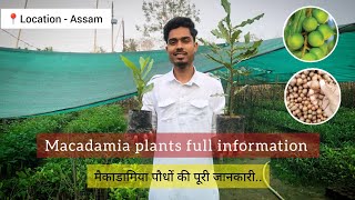 Macadamia Nut plant farming full information मैकाडामिया पौधों के बारे में पूरी जानकारी [upl. by Matthiew381]