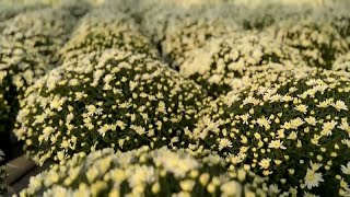 La ville roumaine de Iași en fleurs à lapproche de la sainte Parascève [upl. by Awahsoj]