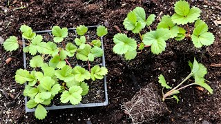 Growing Strawberry plants From Seed Sowing To Planting Them In The GardenVertical Planter [upl. by Lleryd]