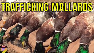 Duck Hunting Full LIMITS Kansas SE Zone Opener MALLARDS amp Gaddys [upl. by Nottage]