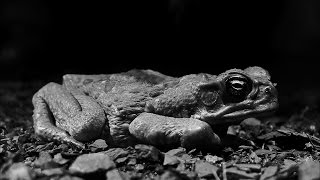 Invasion Of The Deadly Cane Toads  Australia with Simon Reeve  BBC [upl. by Einiffit]