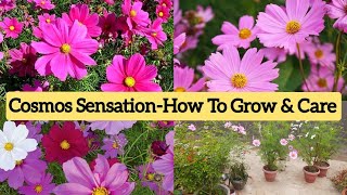 cosmos sensation को लगाकर कैसे करें देखभाल how to grow and care cosmos sensation [upl. by Ahsetan]