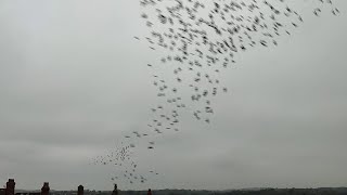 Managed to record this incredible murmuration [upl. by Ddet]