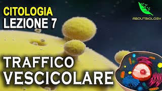 Il TRAFFICO VESCICOLARE Citologia Lezione 7 [upl. by Xila665]