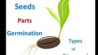 Seed parts Seed germination process Seed dispersal methods for Kids [upl. by Pammie]