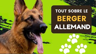 comment dresser un chien berger allemand la discipline [upl. by Ardnak]