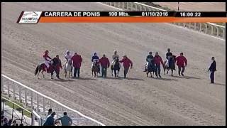 Carrera de Pony en Maroñas Triple Corona uruguay turf clasico mashipica [upl. by Lamson]