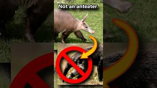 Aardvarks are NOT anteaters not even close 🐜 Animal Fact Files wildlife animalfacts animals [upl. by Dnomar]