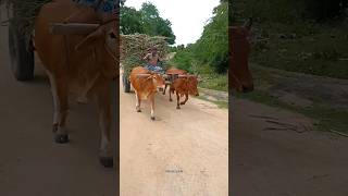 bullockcart shorts video  bullock cart ride  bullock cart videos bulls farms oxen  bullock media [upl. by Bohner]