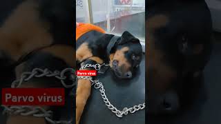 Pravo 😥😢virus 😢😥in dog breeds ll 😢😥 pravo pravovirus dog dogshorts rottweiler doglover [upl. by Awra]