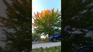 I ❤ the Blue Car shortsvideo blueCar beautifulplace [upl. by Lapotin]