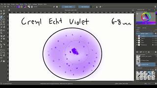 Histotutor Chapter 9 Nerve Tissue [upl. by Llemert]