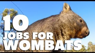 10 Jobs For Wombats [upl. by Llenram]