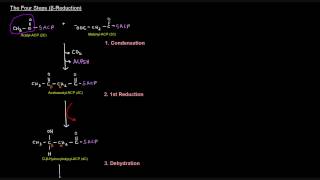 Fatty Acid Synthesis Part 5 of 12  Palmitate Synthesis [upl. by Min]