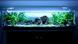 Mr Aqua 12 Gallon Planted Tank  Staurogyne Repens [upl. by Obadias]